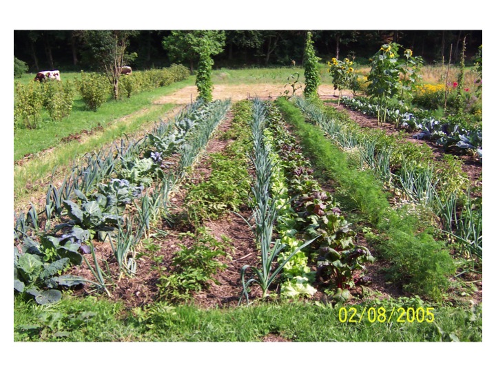 Reihenmischkultur mit Mulch
