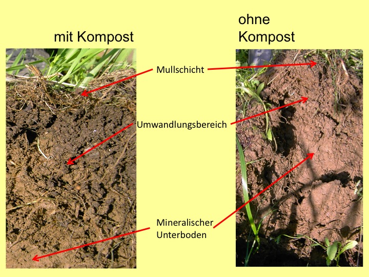 Vergleich Boden mit oder ohne Kompost