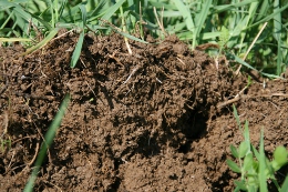 Zum Vergrößern Bild anklicken Biogenes Schwammgefüge
