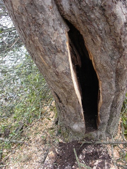 Sanierter Obstbaum; ausgeschnittene Fäulnisstelle