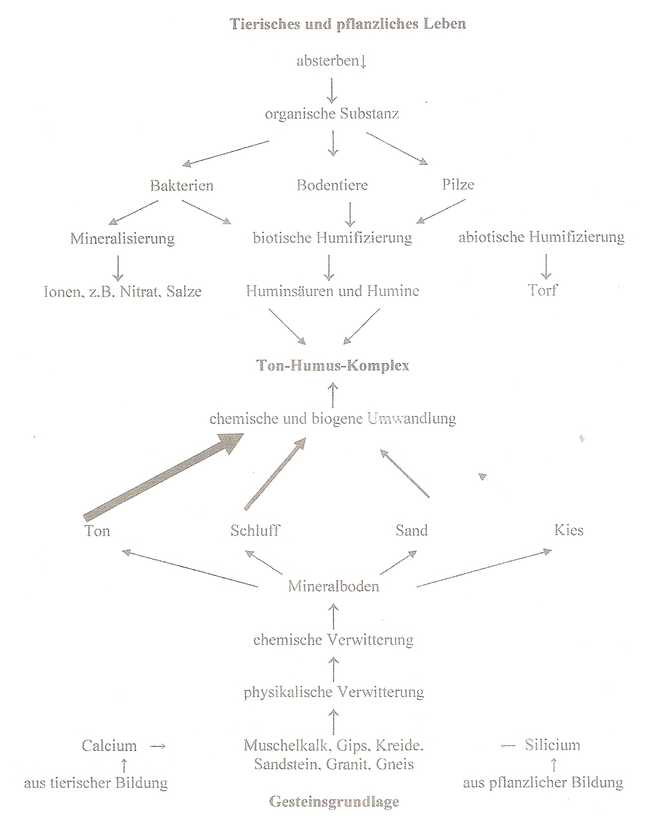 Schema der Bodenprozesse