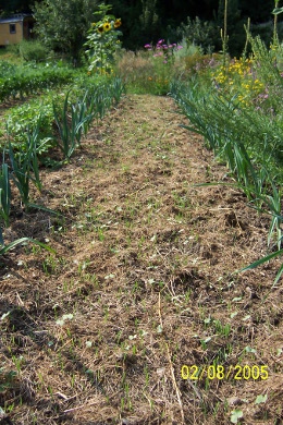 Mulchsaat zwischen Gemüsereihen Frühstadium